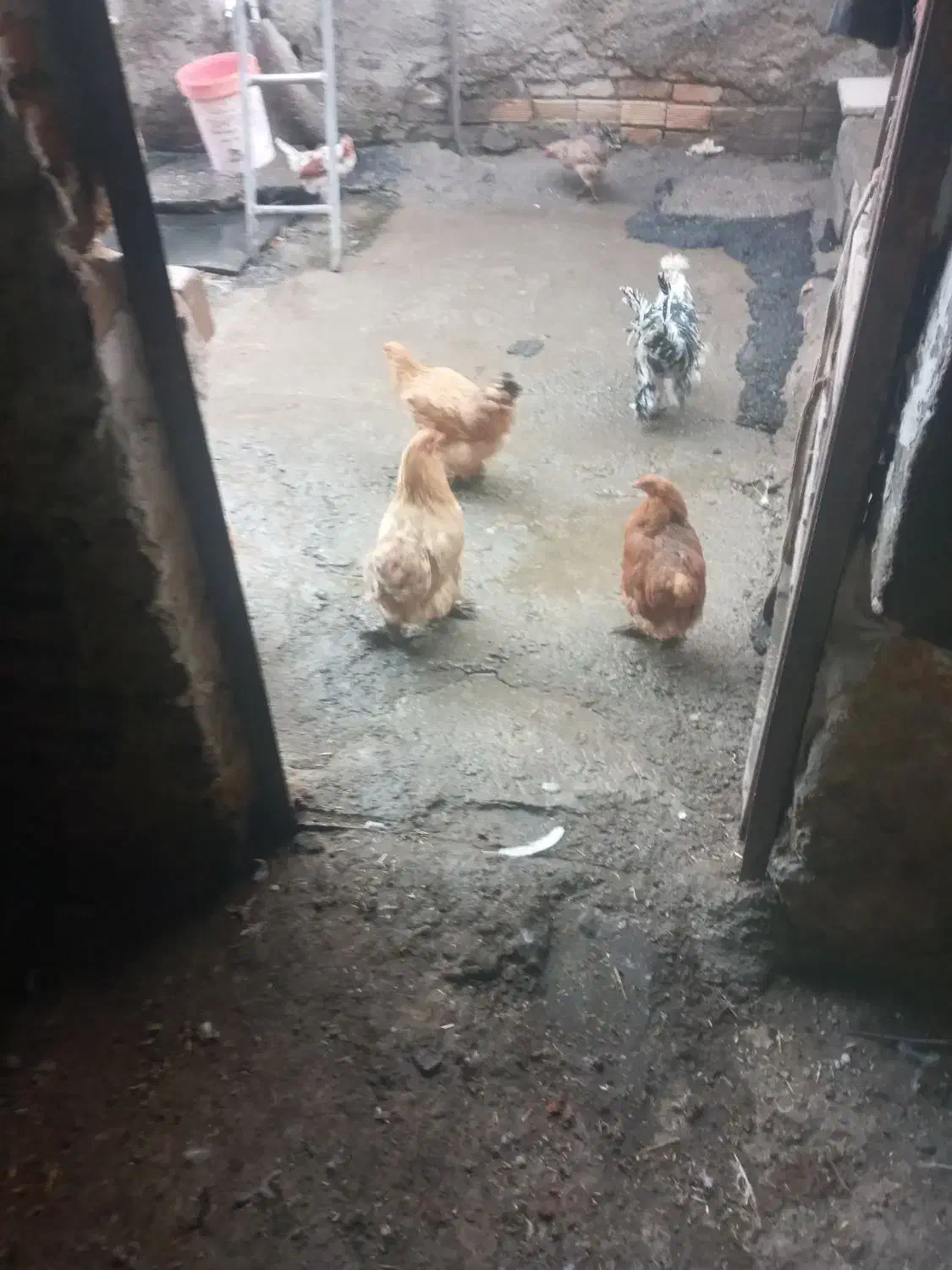 مرغ برهماوغوغاز|حیوانات مزرعه|بروجرد, |دیوار