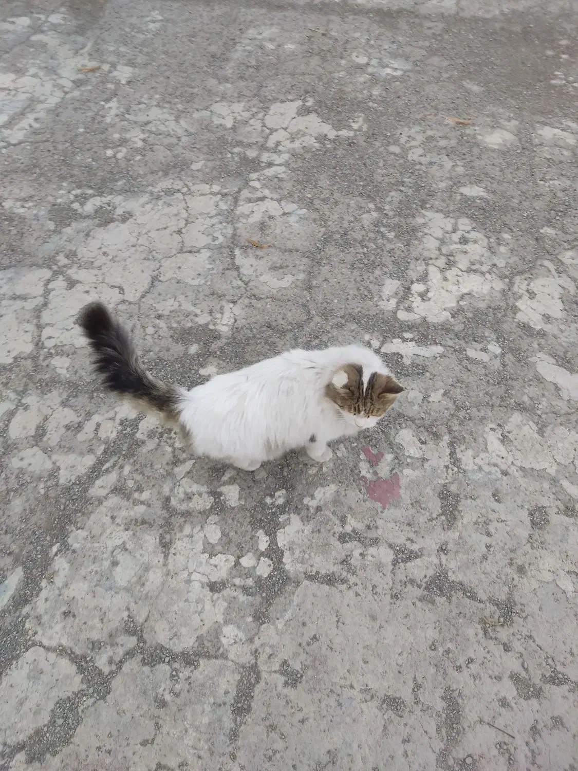 گربه|گربه|صفادشت, |دیوار