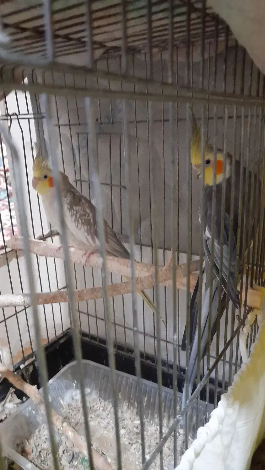 عروس هلندی جفت خورده|پرنده|صفادشت, |دیوار