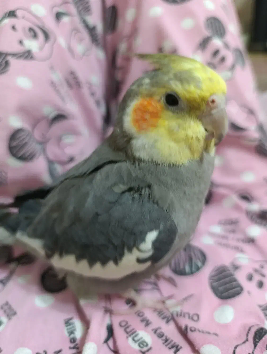 پرنده|پرنده|مشکیندشت, |دیوار