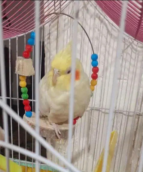 فروش یه جفت عروس هلندی مولد|پرنده|رفسنجان, |دیوار