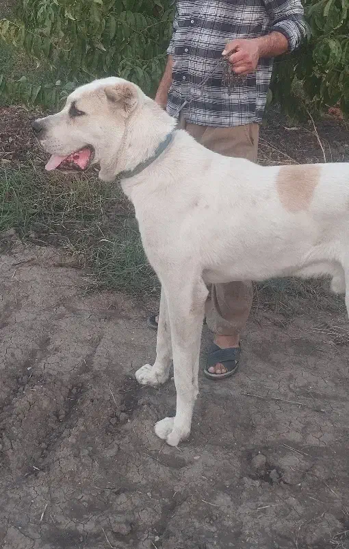 آلابای اصل|سگ|ری, شهرک نظامی|دیوار