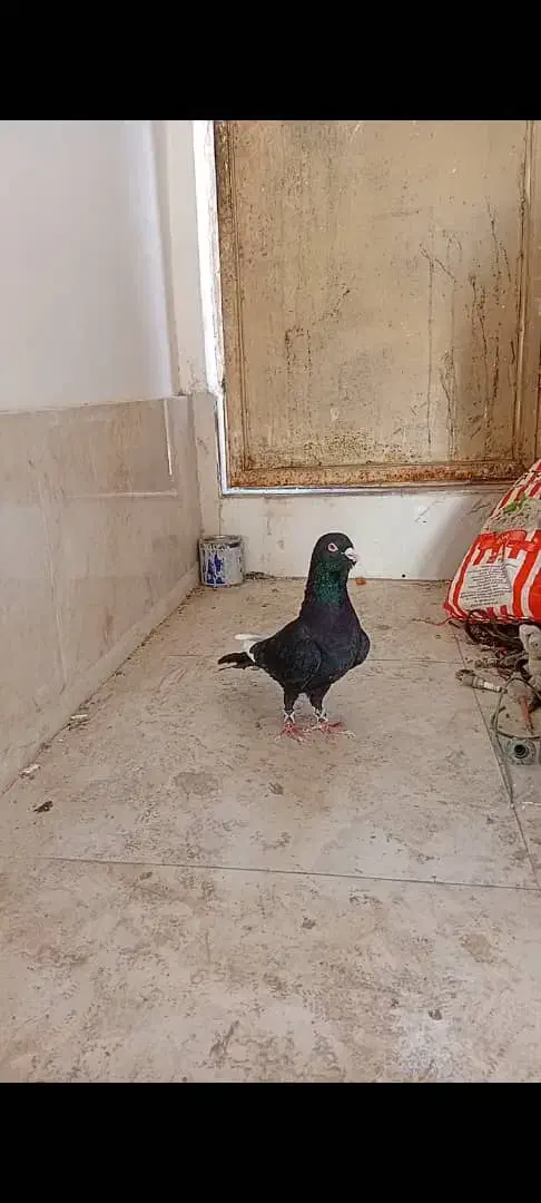 کبوتر افغان|پرنده|قرچک, قشلاق جیتو|دیوار