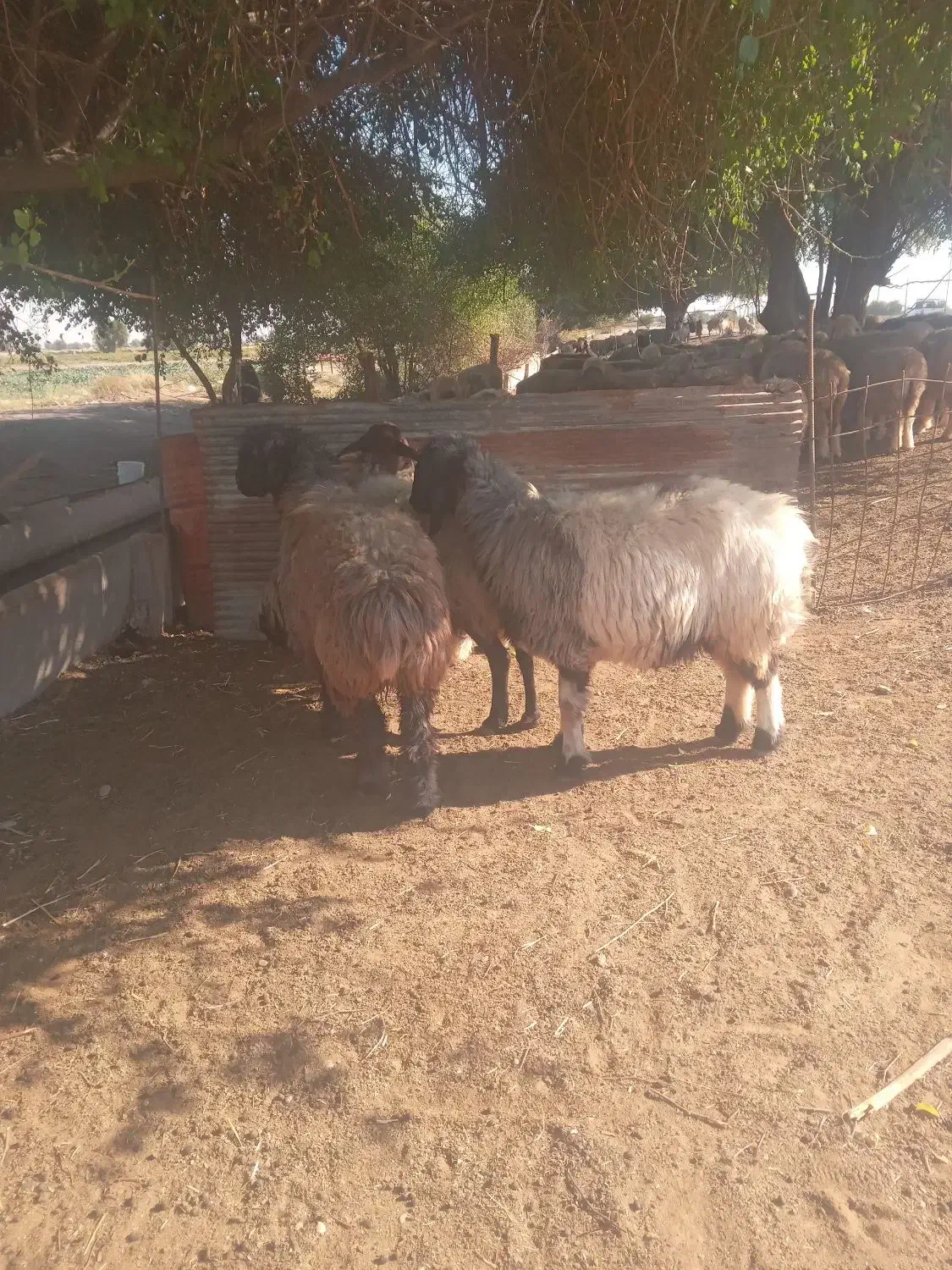 میش گوسفند|حیوانات مزرعه|گتوند, |دیوار