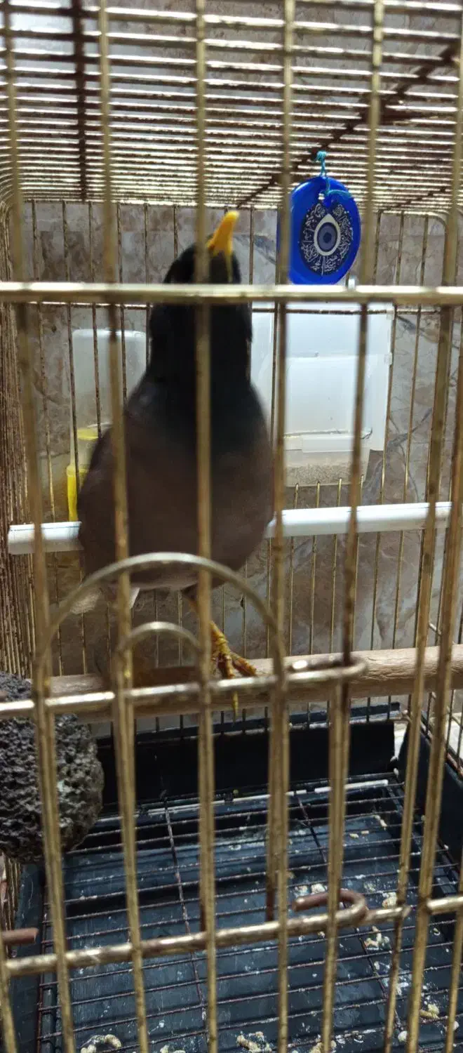 مرغ مینا بازیگوش|پرنده|پارس‌آباد, |دیوار