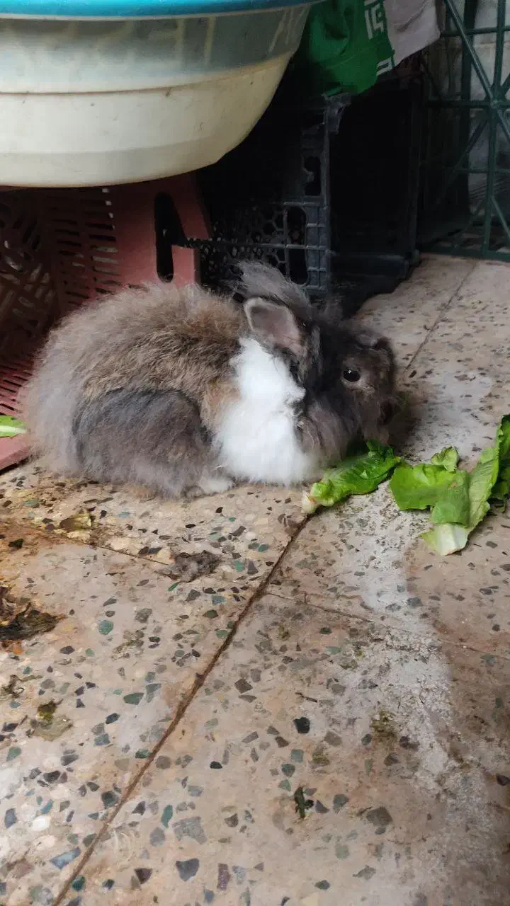 خرگوش نر فروشی|موش و خرگوش|لاهیجان, انقلاب|دیوار