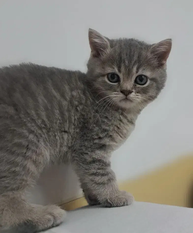 گربه اسکاتیش|گربه|شیراز, زرهی|دیوار