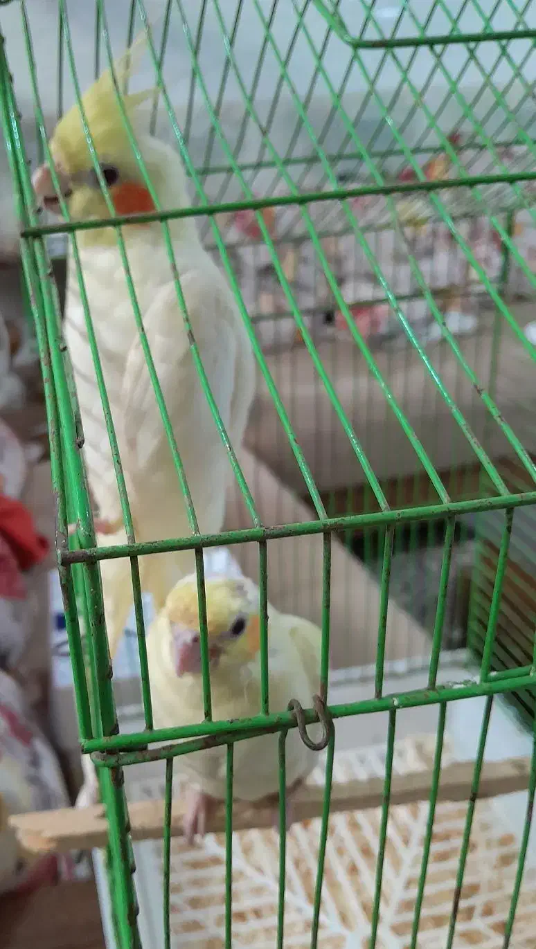 جوجه عروس هلندی|پرنده|قشم, |دیوار