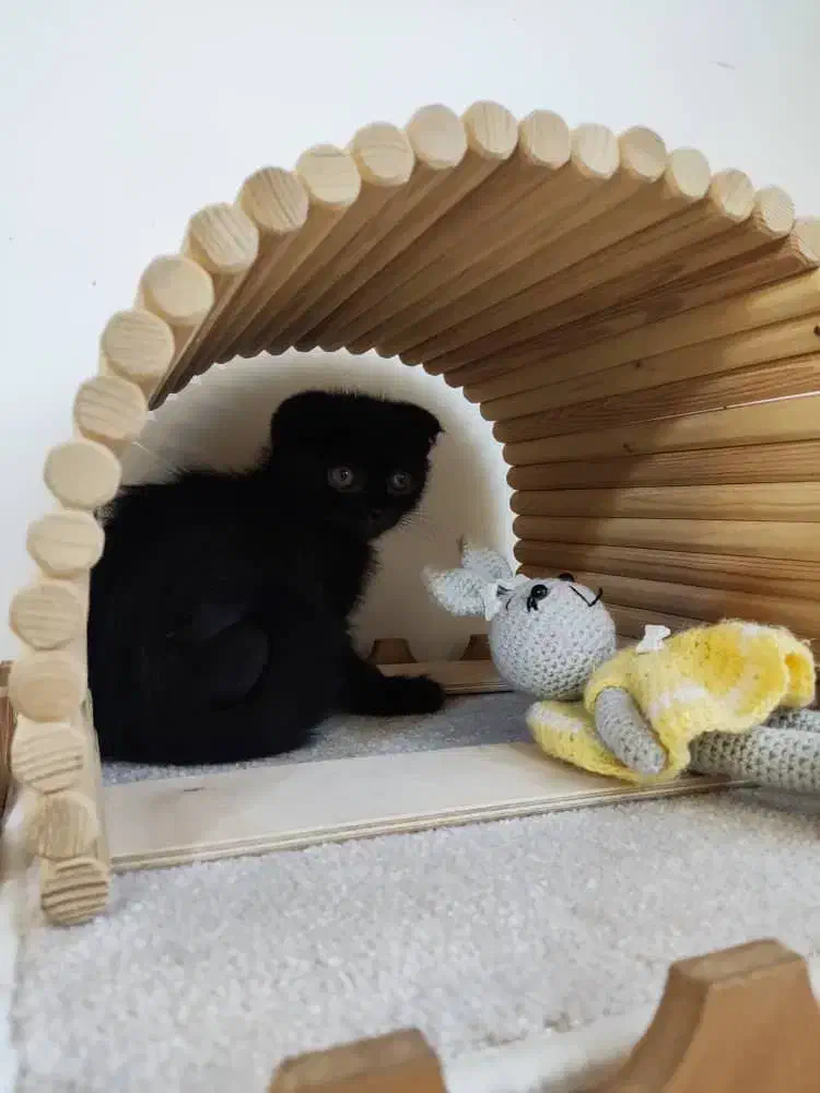 گربه اسکاتیش قیمت مناسب|گربه|اصفهان, مهدی آباد|دیوار