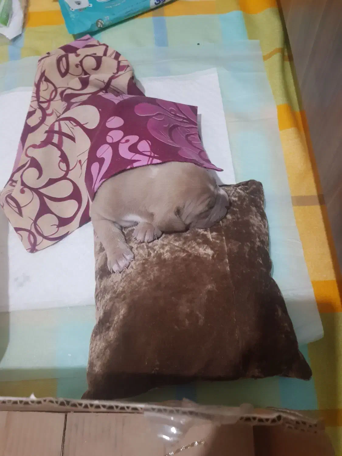 سگ پیت بول ۳ ماه|سگ|پردیس, فاز ۱|دیوار