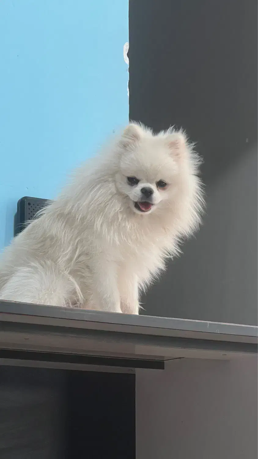 گمشده نژاد پامر|حیوانات|کرمان, |دیوار