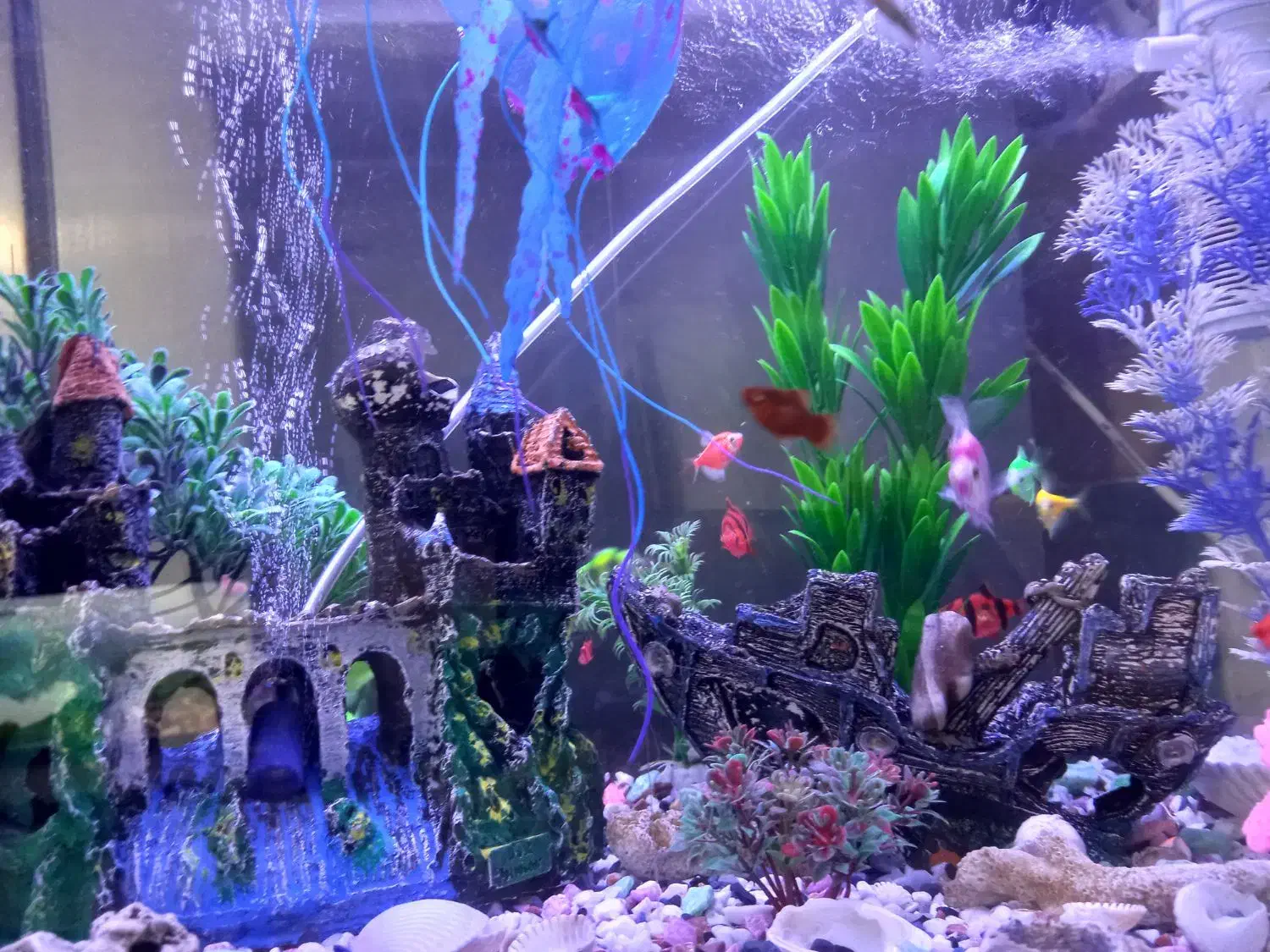 اکواریوم باماهی و تزئینات|ماهی|رشت, جماران|دیوار