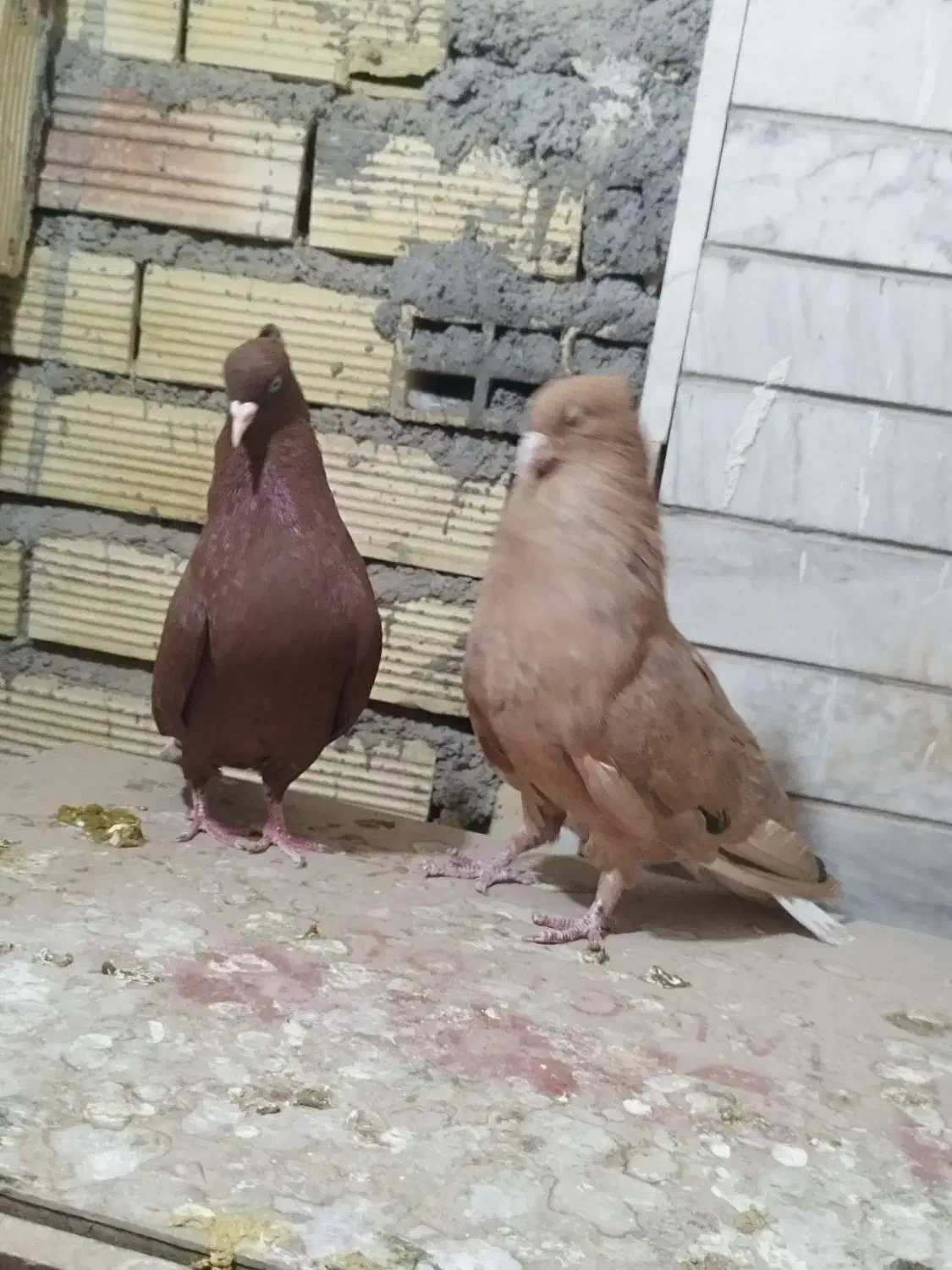 جفت زرد دم سفید خال سیاه با ماده سرخ دم سفید|پرنده|بهبهان, |دیوار