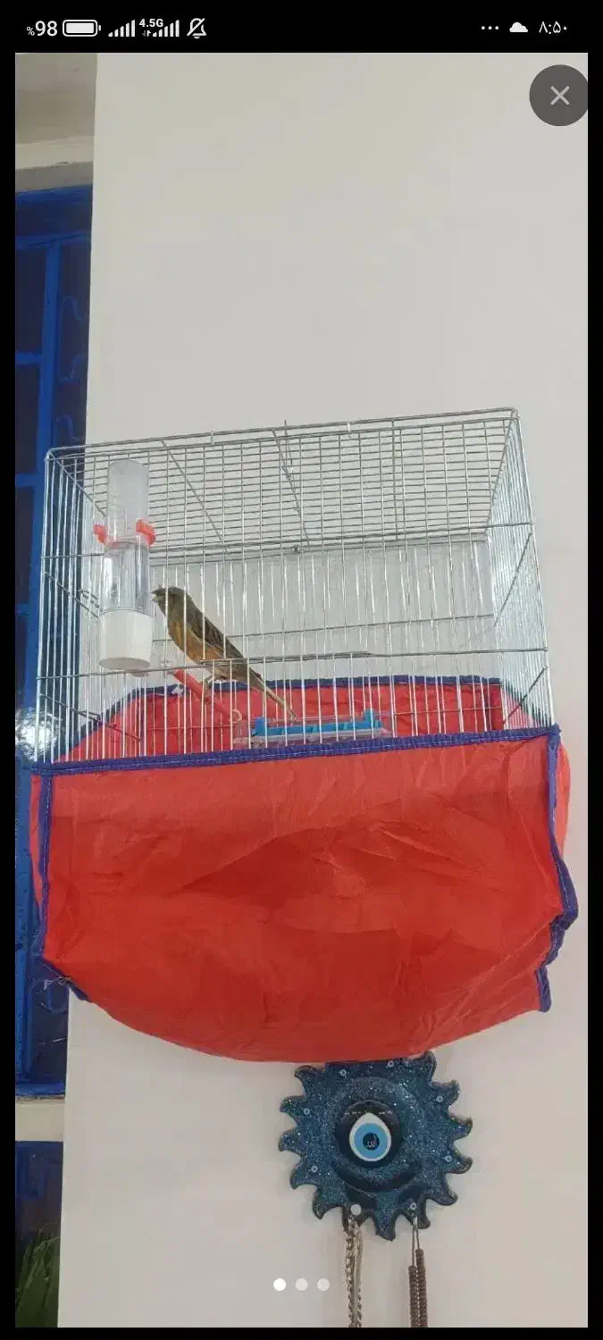 قناری نر مست مست|پرنده|کارون, |دیوار