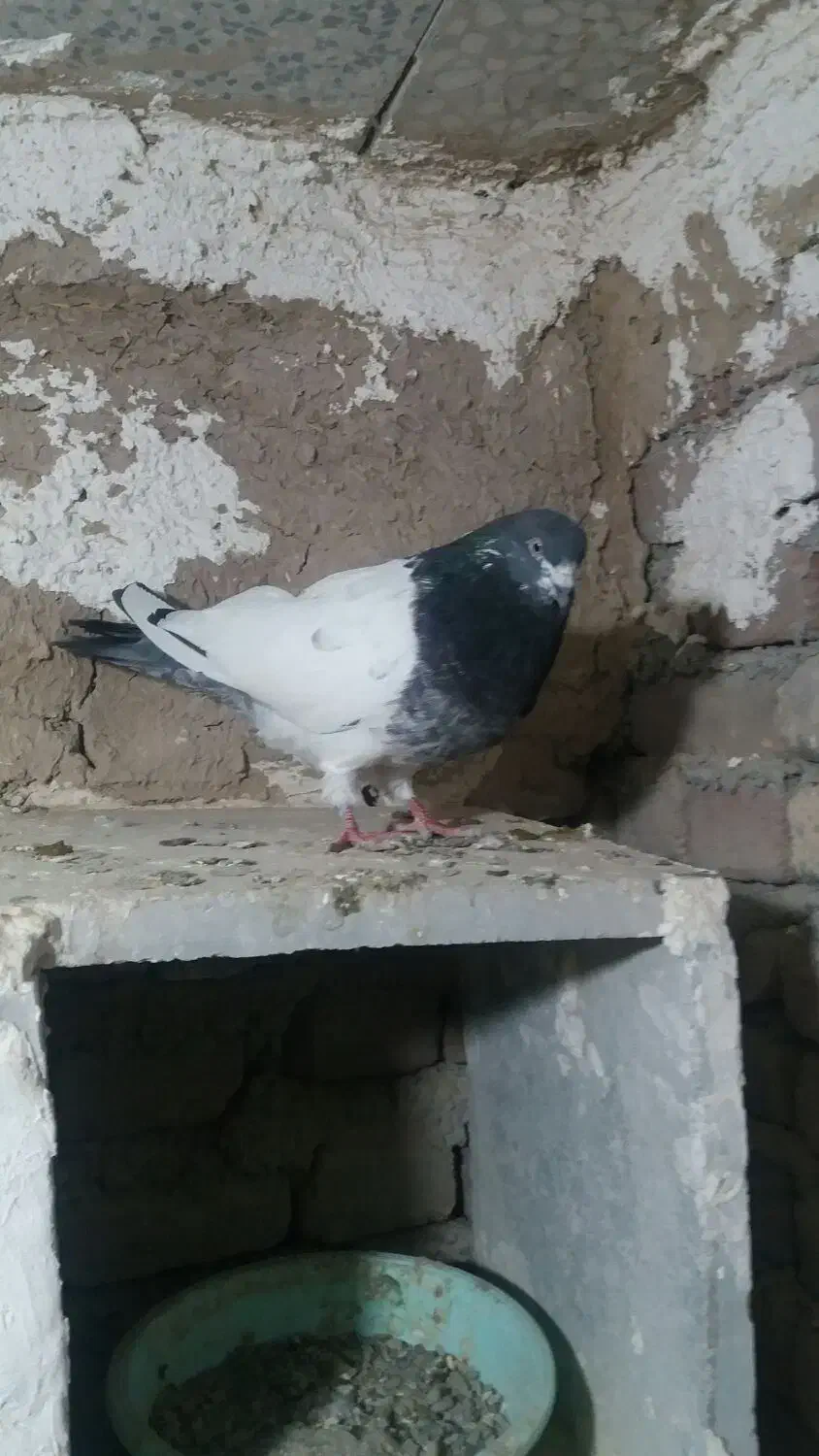 کفتر|پرنده|رزن, |دیوار