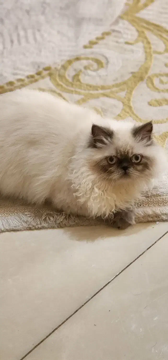 گربه هیمالین|گربه|شیراز, کوی وحدت|دیوار