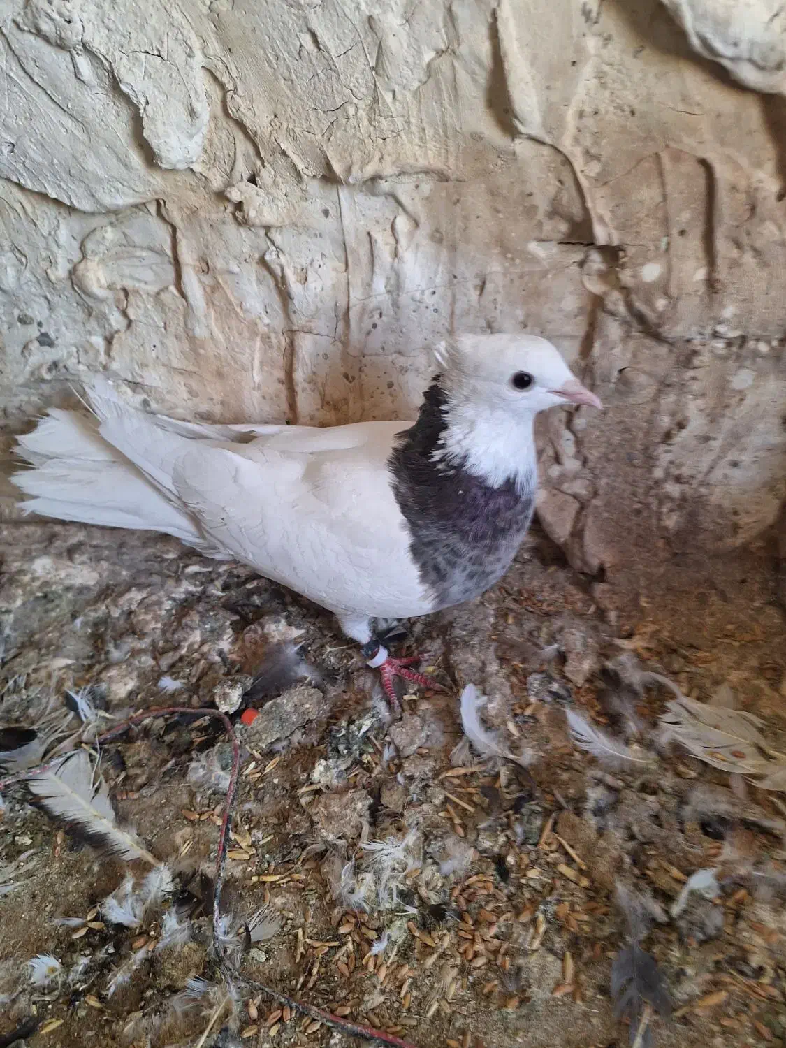 چشنوک طوقی ماده|پرنده|مسجد سلیمان, |دیوار