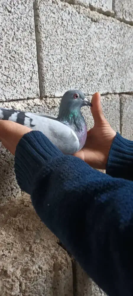 کبوتر|پرنده|نورآباد ممسنی, |دیوار