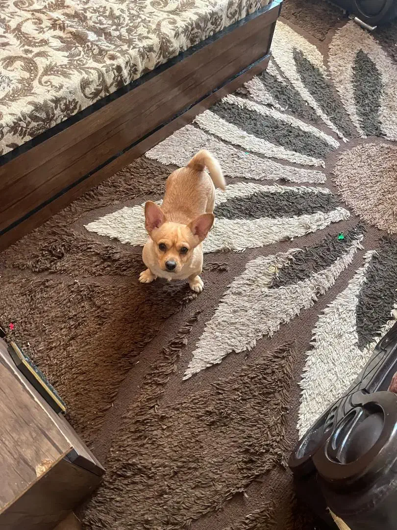 شیواوا|سگ|میناب, |دیوار