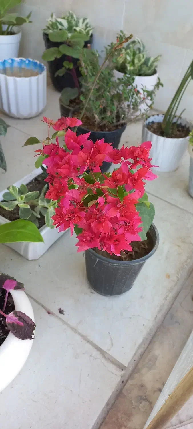 حسن یوسف زیبا|گل و گیاه طبیعی|فولادشهر, C3|دیوار