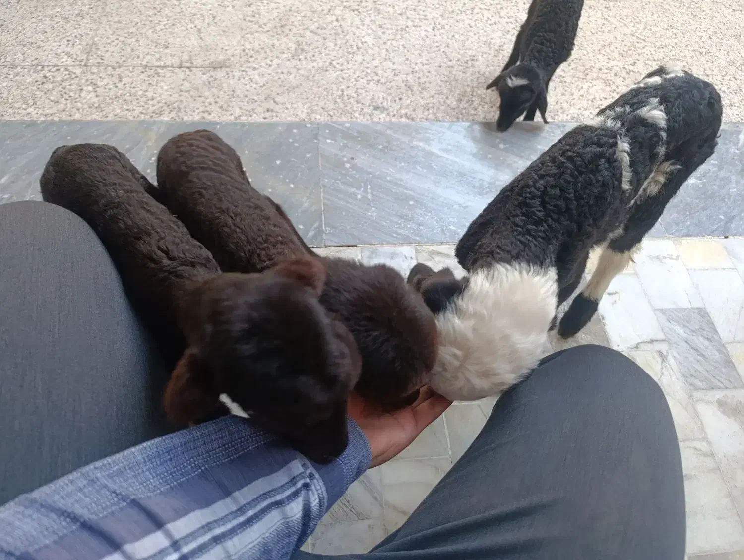 بره شیری و بزغاله شیری|حیوانات مزرعه|قم, محمد آباد|دیوار