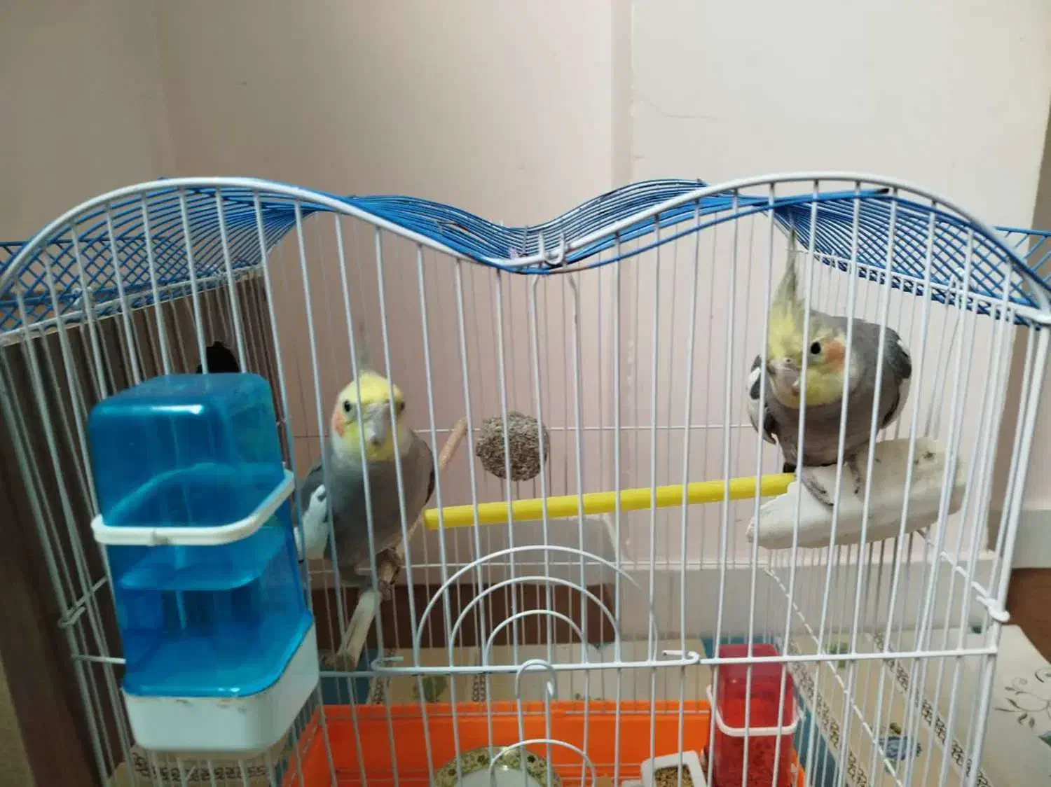 عروس هلندی|پرنده|زنجان, |دیوار