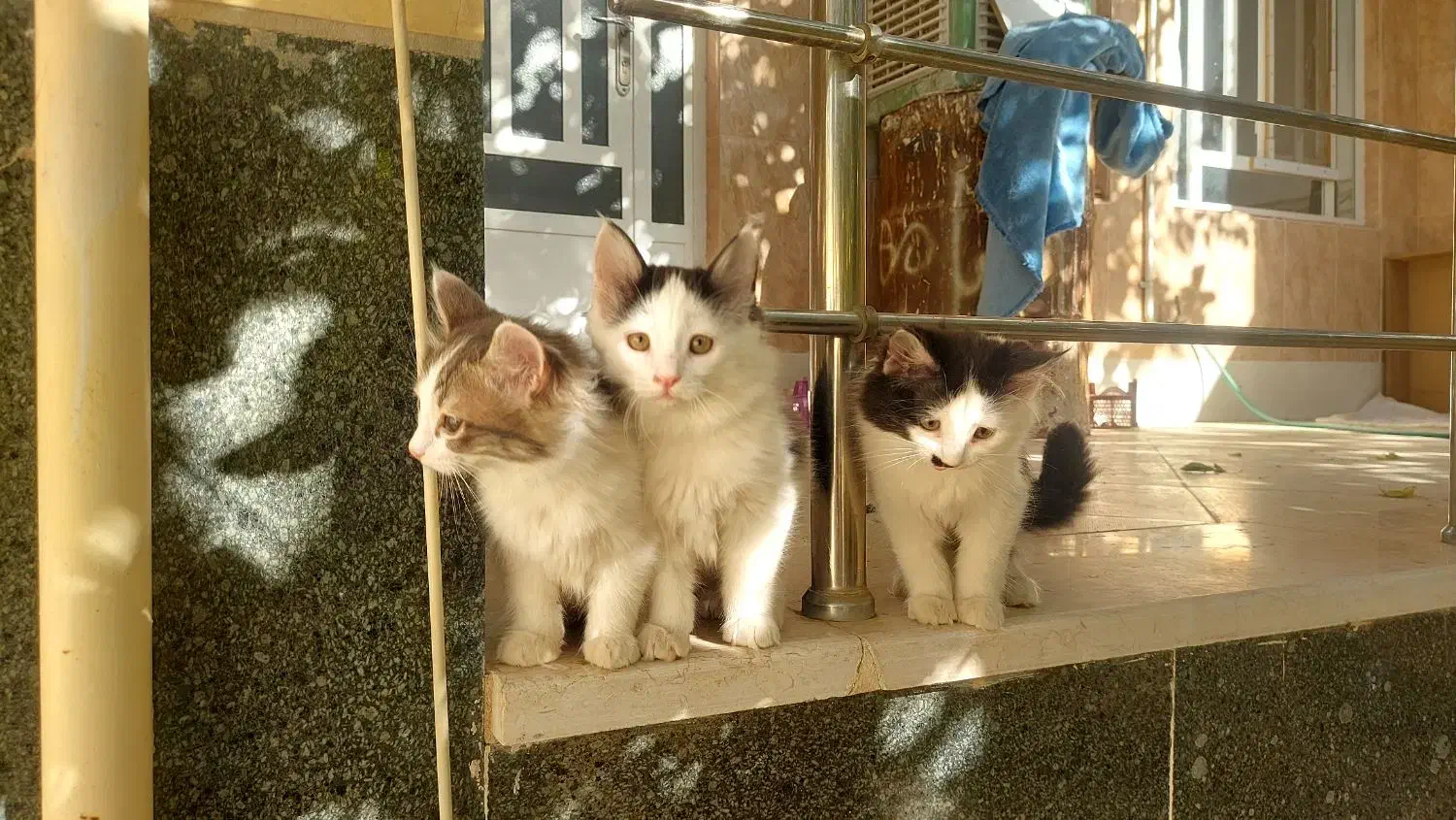 ۳ بچه گربه نژاد دار جذاب|گربه|حمیدیا, |دیوار