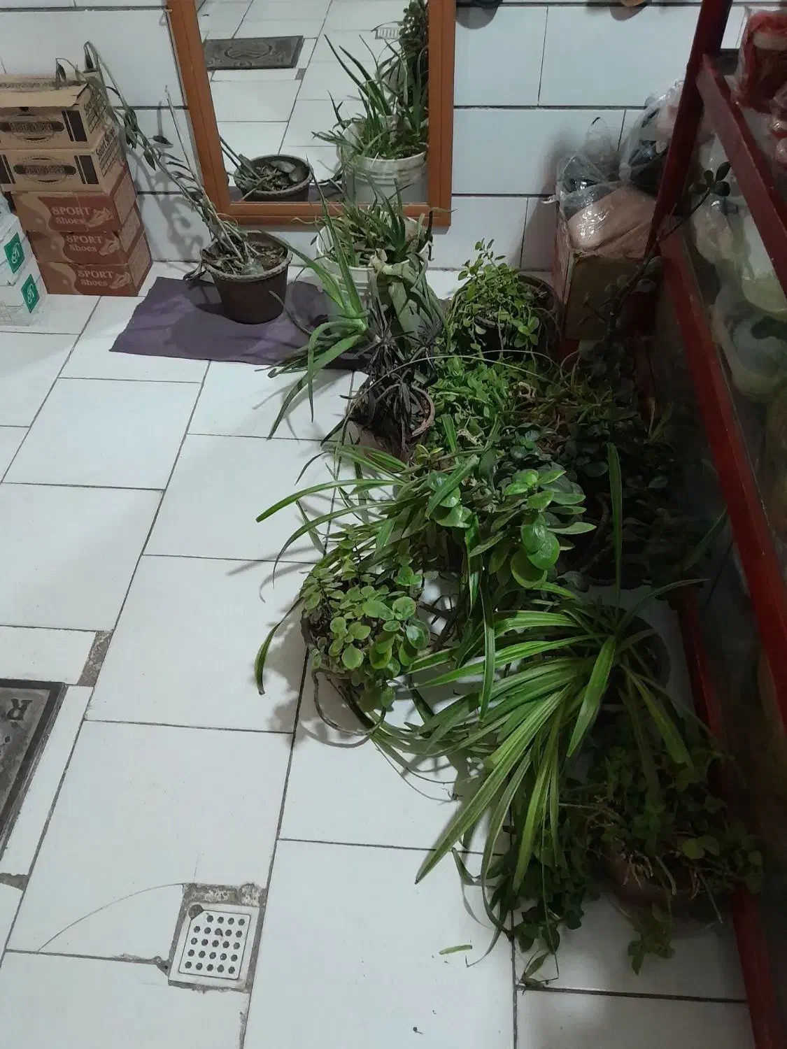 گل طبیعی|گل و گیاه طبیعی|محمدیه-قزوین, |دیوار