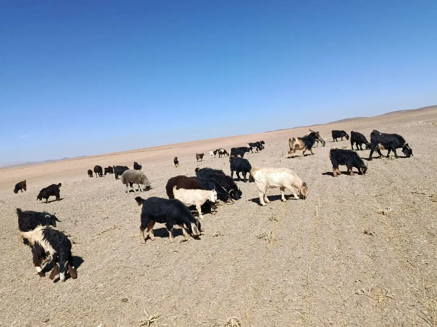 بزغاله نر و ماده|حیوانات مزرعه|فرمهین, |دیوار