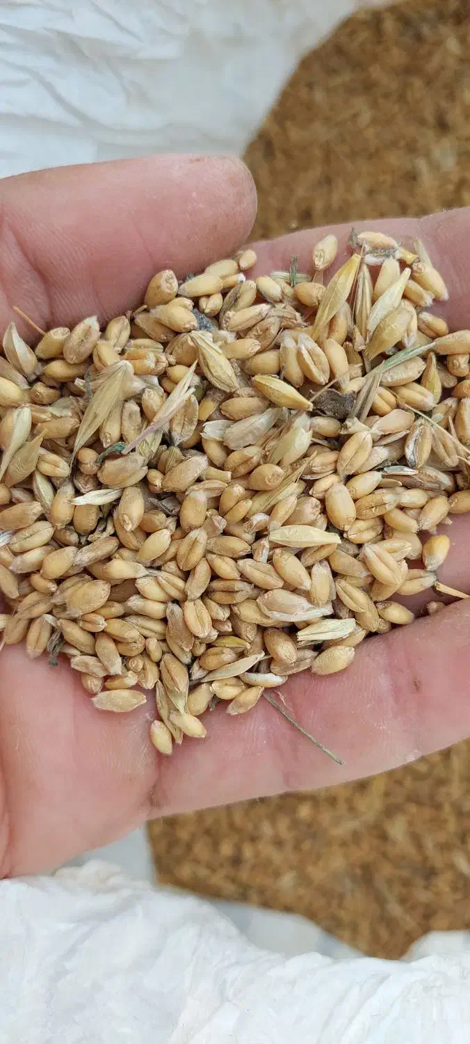 گندم پیشگام|خوردنی و آشامیدنی|مشهد, رضاییه|دیوار