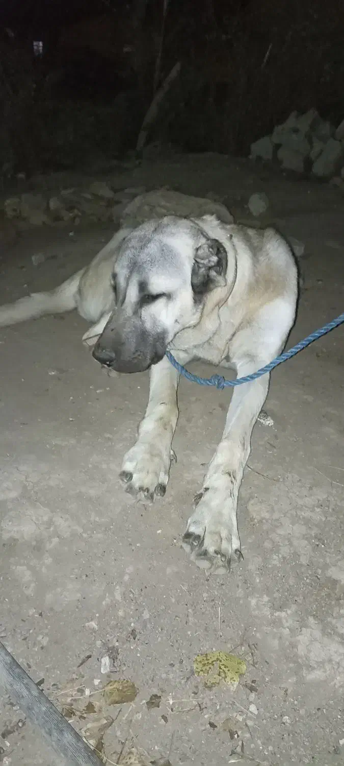 ماده سرابی ۱۱ ماهه|سگ|گرمی, |دیوار