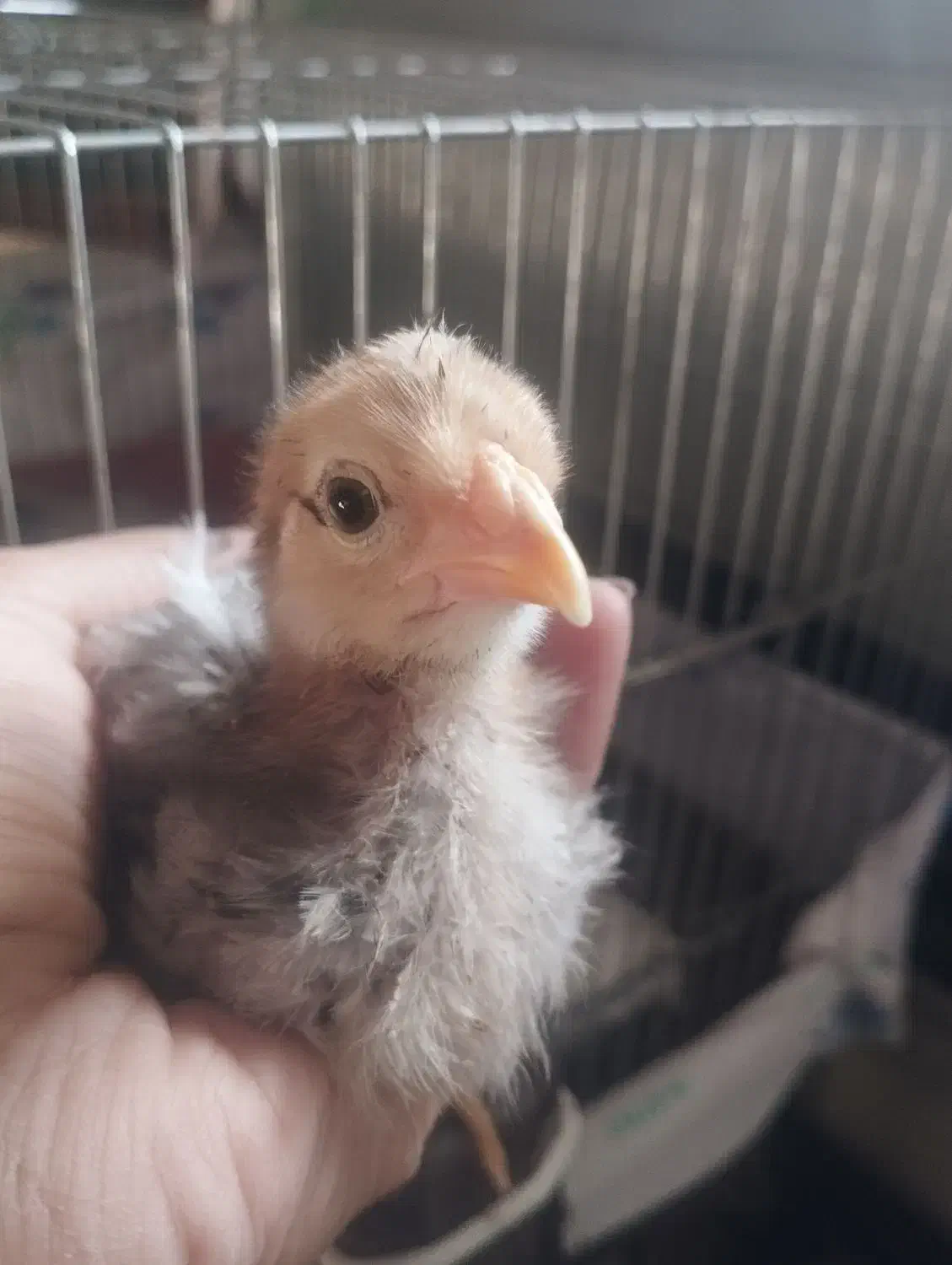 جوجه گلین|حیوانات مزرعه|شیروان (لرستان), |دیوار