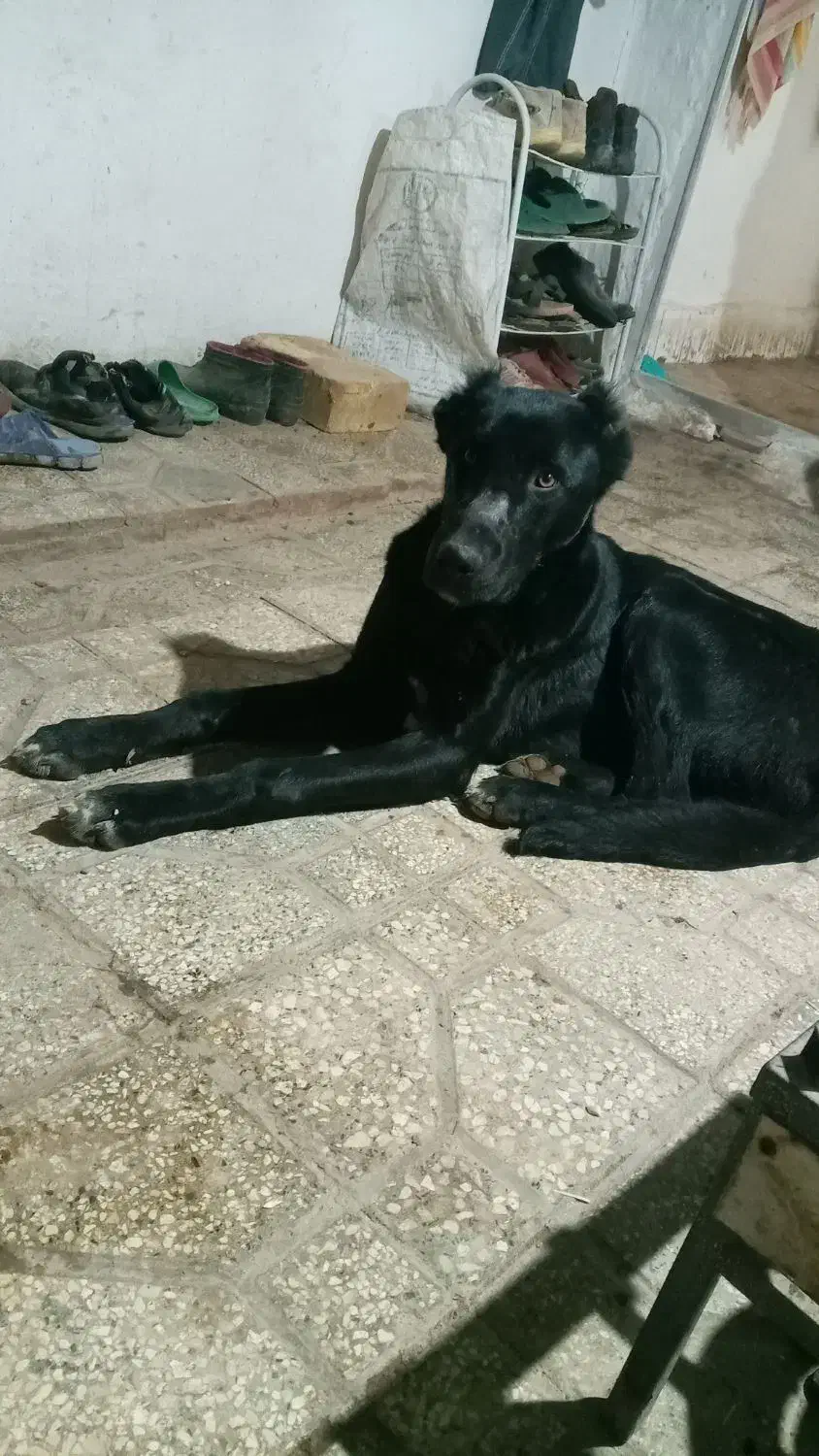 سگ افغان نر|سگ|قزوین, |دیوار