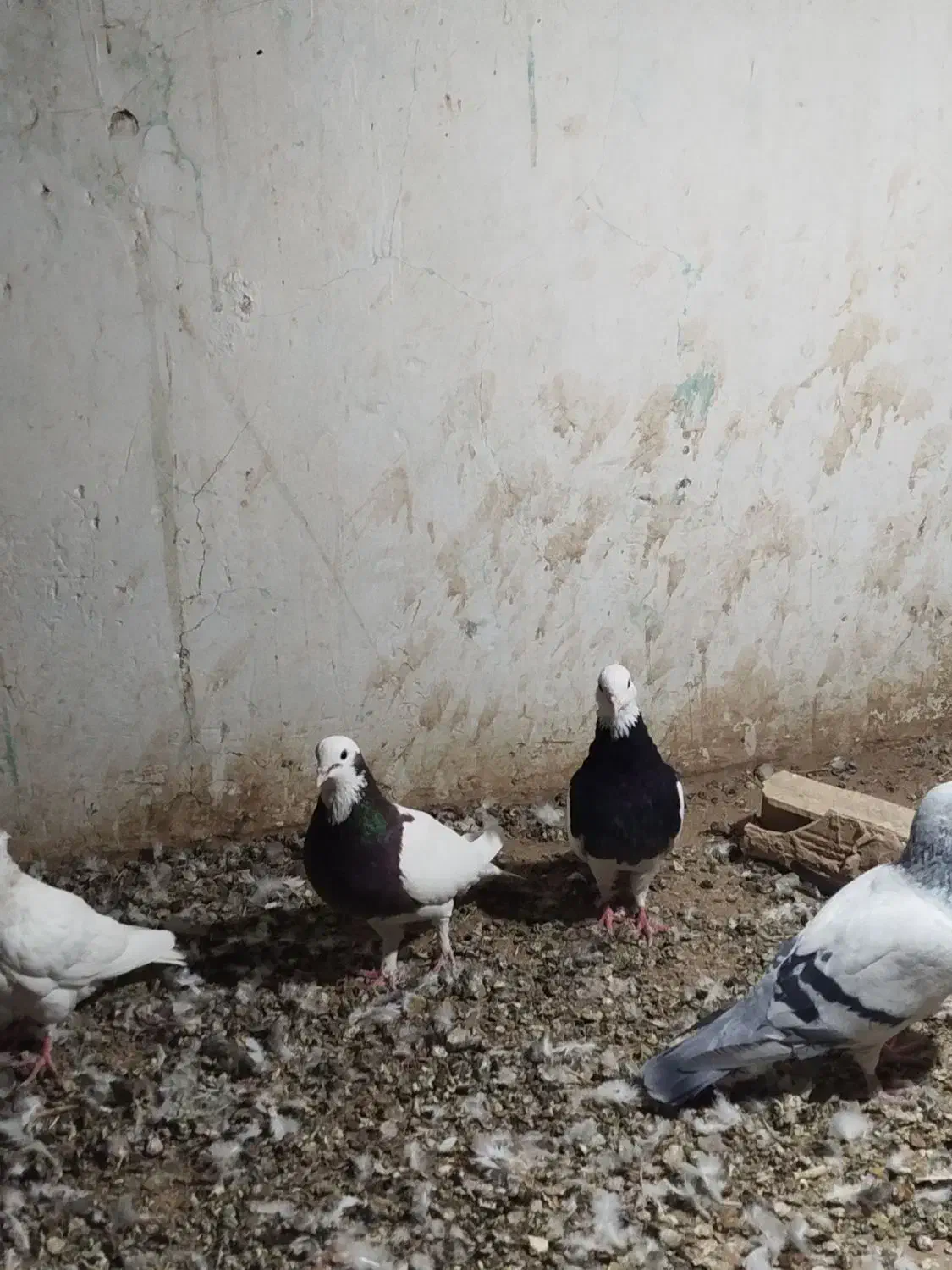 کبوتر|پرنده|تربت‌حیدریه, بالا ولایت|دیوار