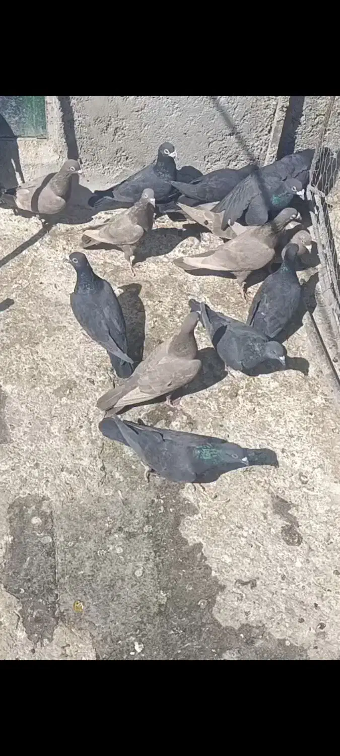 کبوتر یا کفتر|پرنده|شیراز, نصر|دیوار