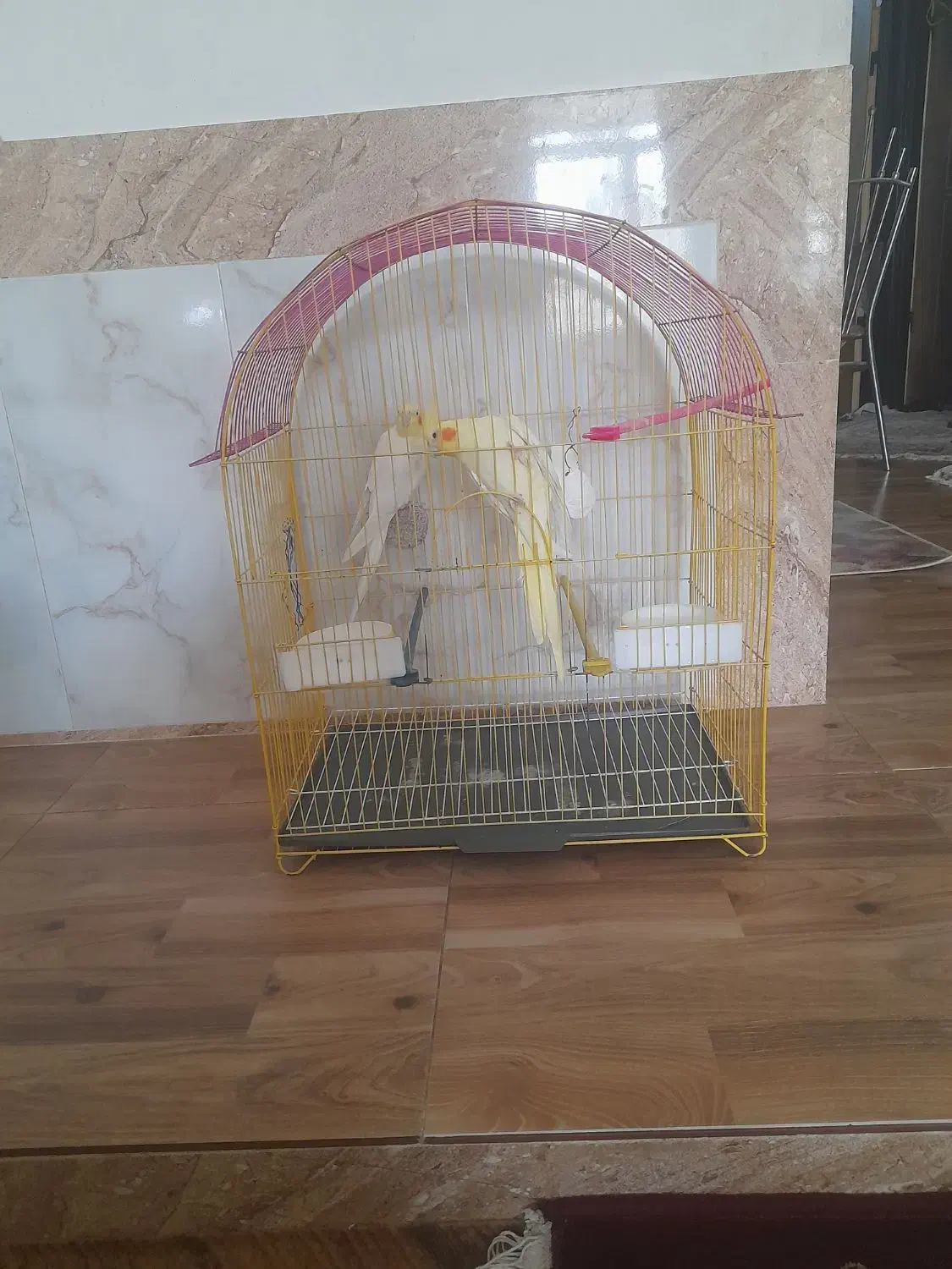 عروس نرلوتینودستی|پرنده|تربت‌حیدریه, بازار|دیوار