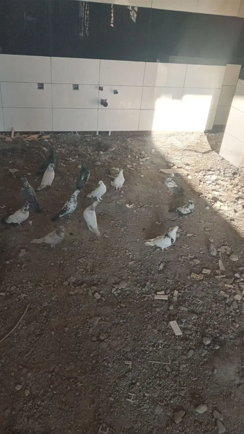 کبوتر ۸۰ تا ۱۵۰|پرنده|جیرفت, |دیوار