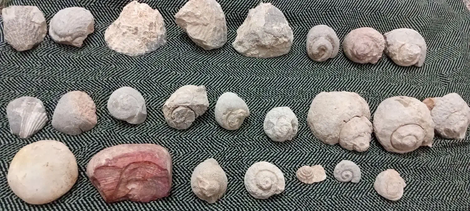 فروش فسیل صدف وحلزون|کلکسیون اشیاء عتیقه|مرودشت, بهارستان|دیوار