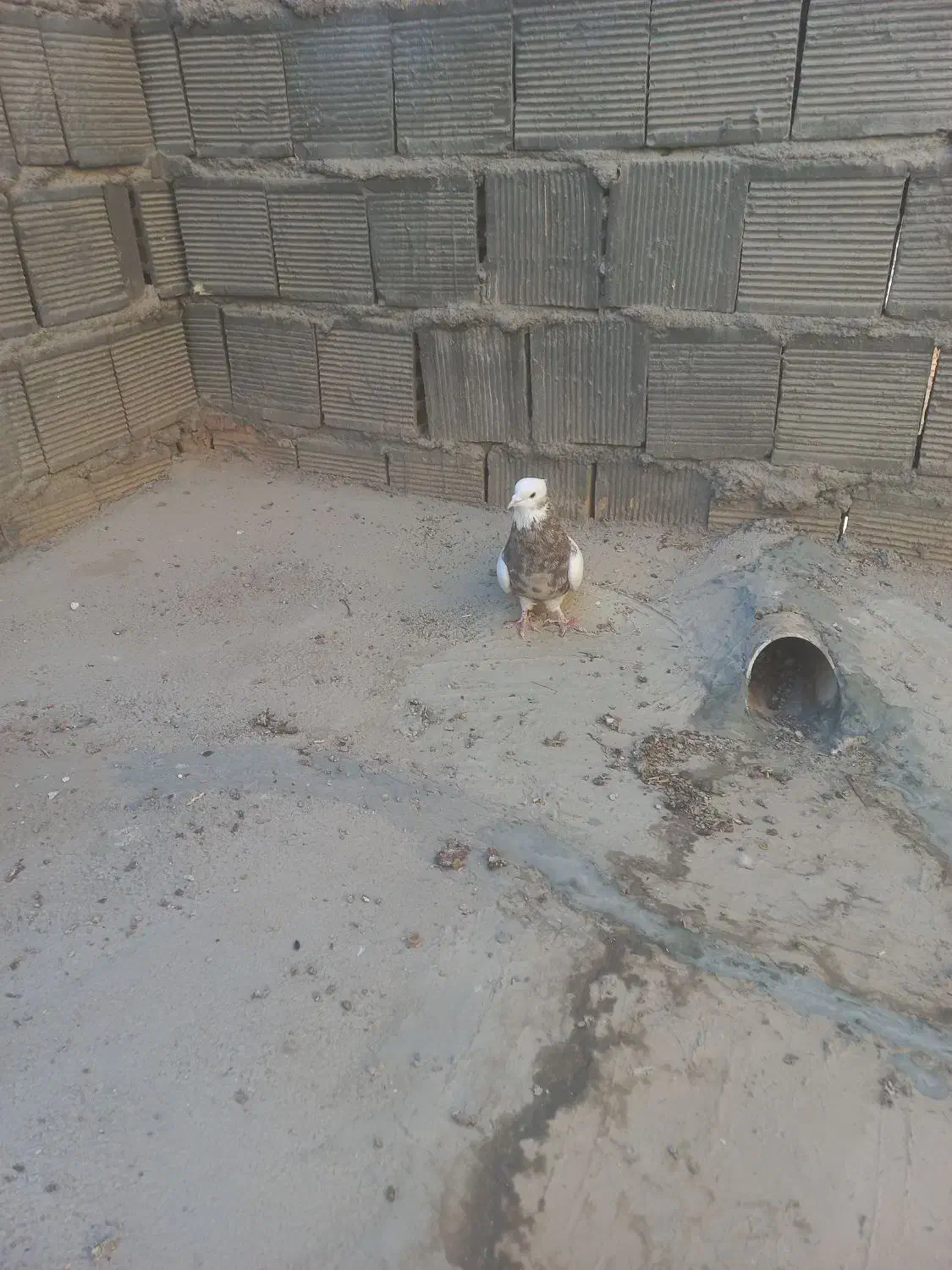 کبوتر طوقی وقفس|پرنده|برخوار, |دیوار