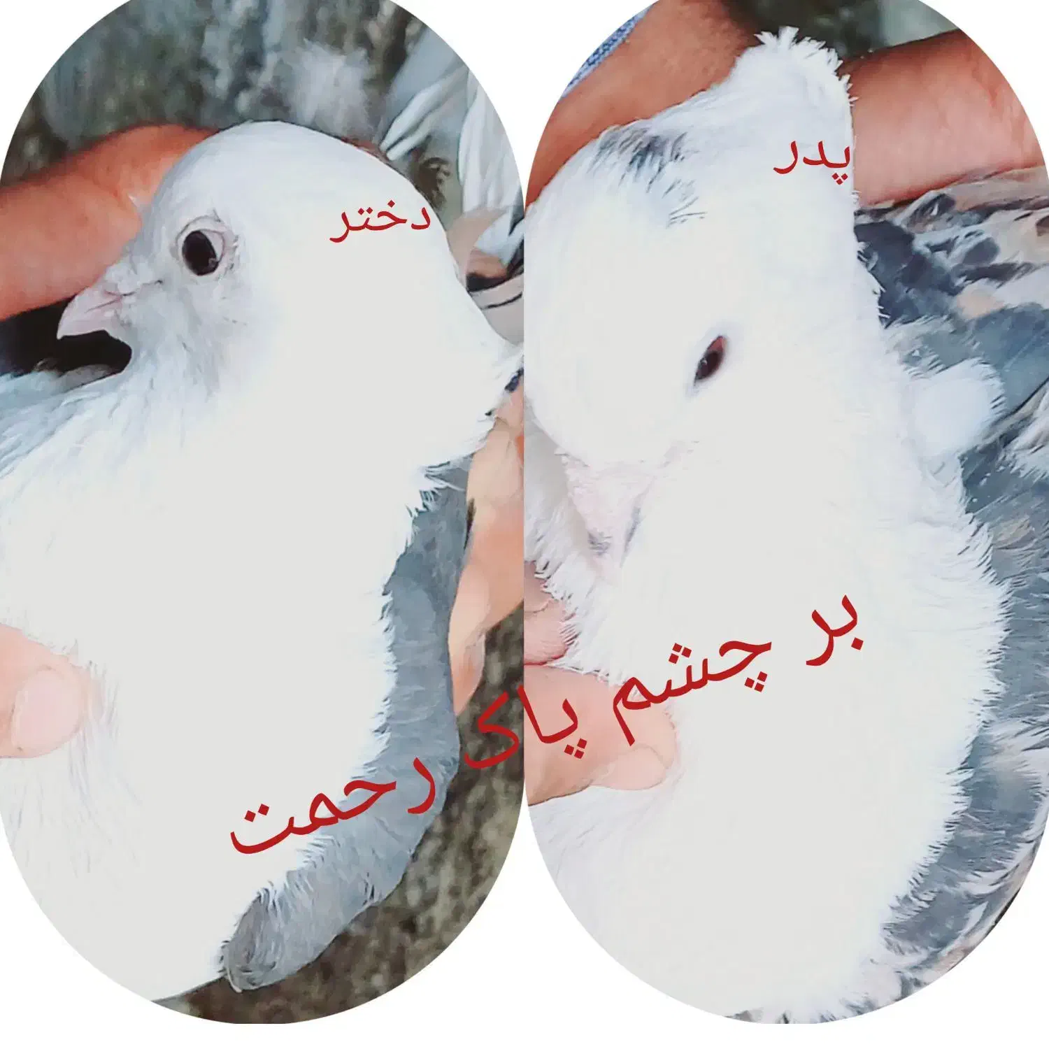 کبوتر خوشونع عقیقه|پرنده|چگنی, |دیوار