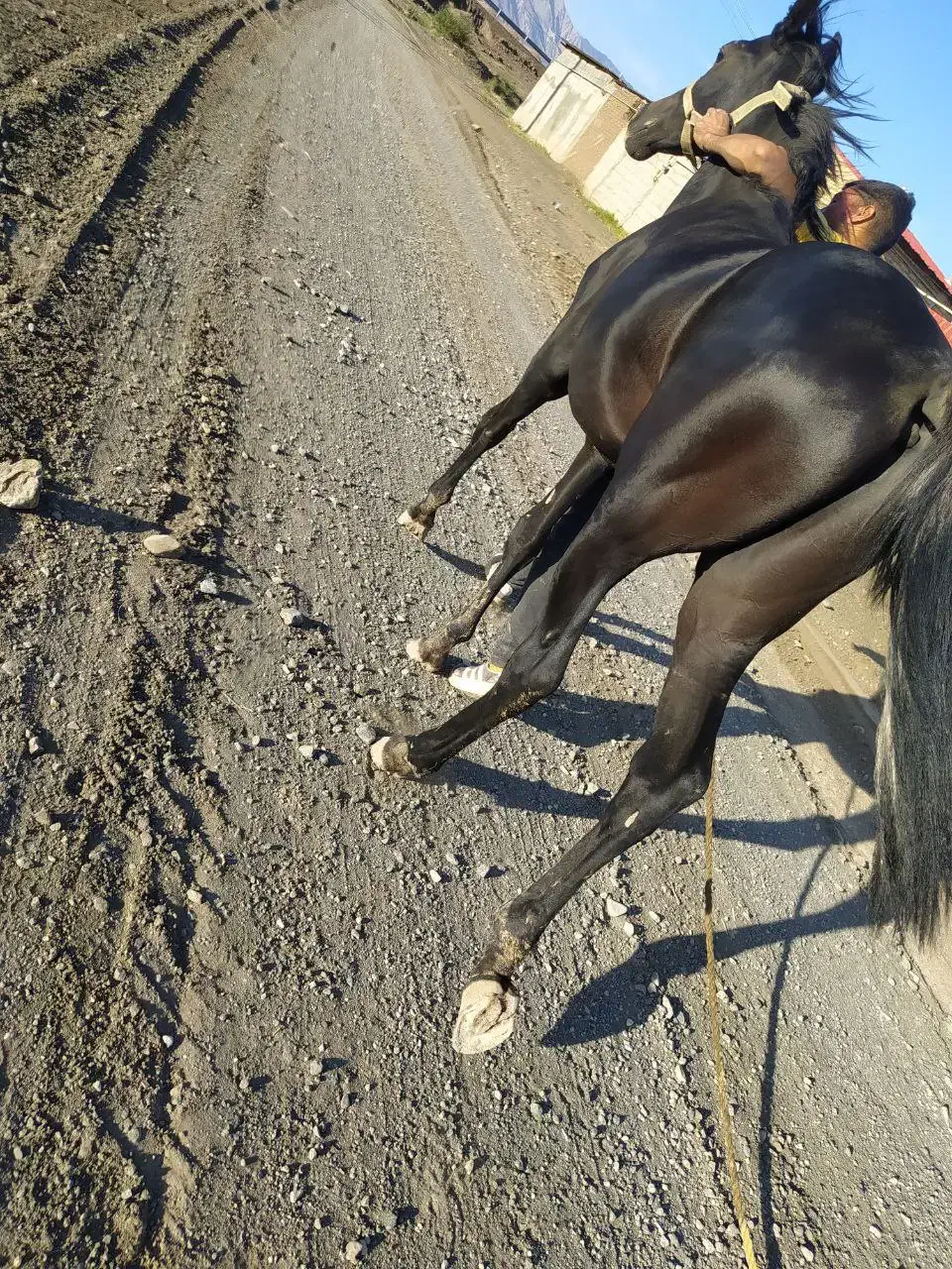 اسب کرد|اسب و تجهیزات اسب‌سواری|داورزن, |دیوار