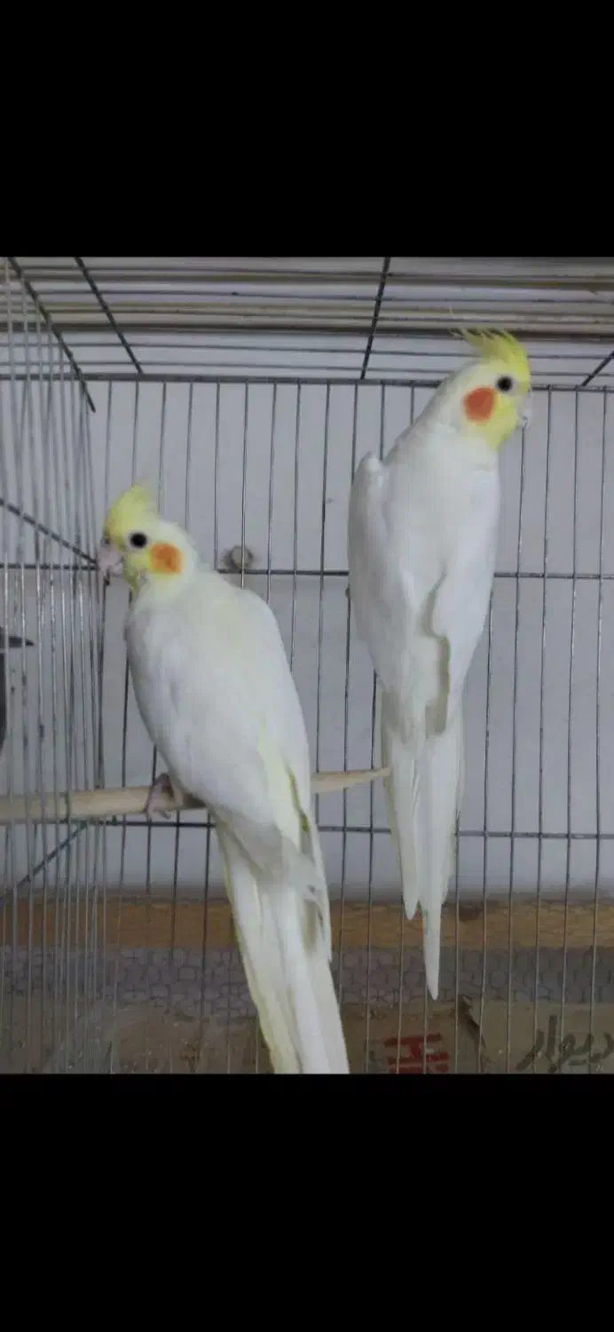 طوطی عروس نژاد دار کشیده سخن گو|پرنده|مرزیکلا, |دیوار