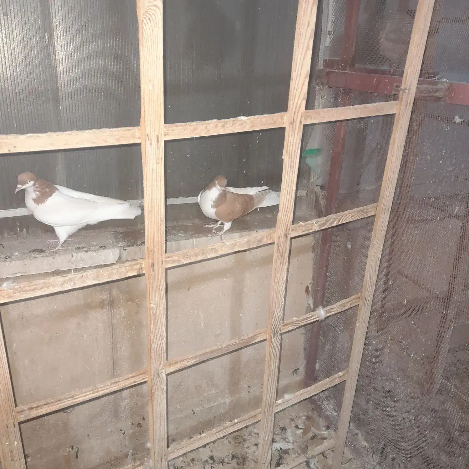 تعدادی کفتر رنگی .واکسن خورده.از پر دراومده|پرنده|قزوین, |دیوار