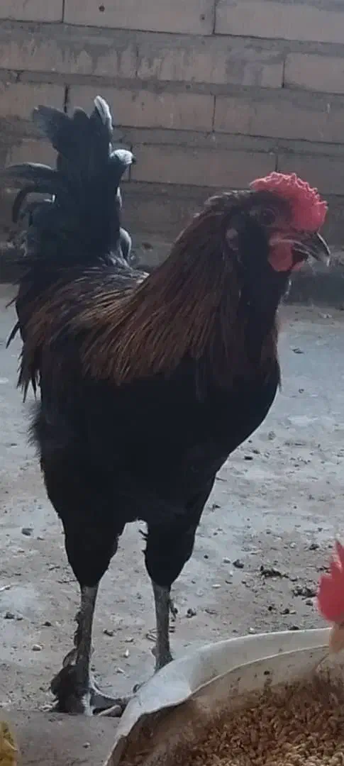 خروس گلین مرغ تخمگذار|حیوانات مزرعه|حمیدیه, |دیوار