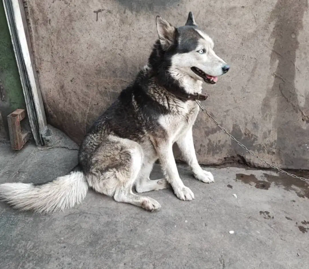 سگ ماده هاسکی|سگ|تهران, دریا|دیوار