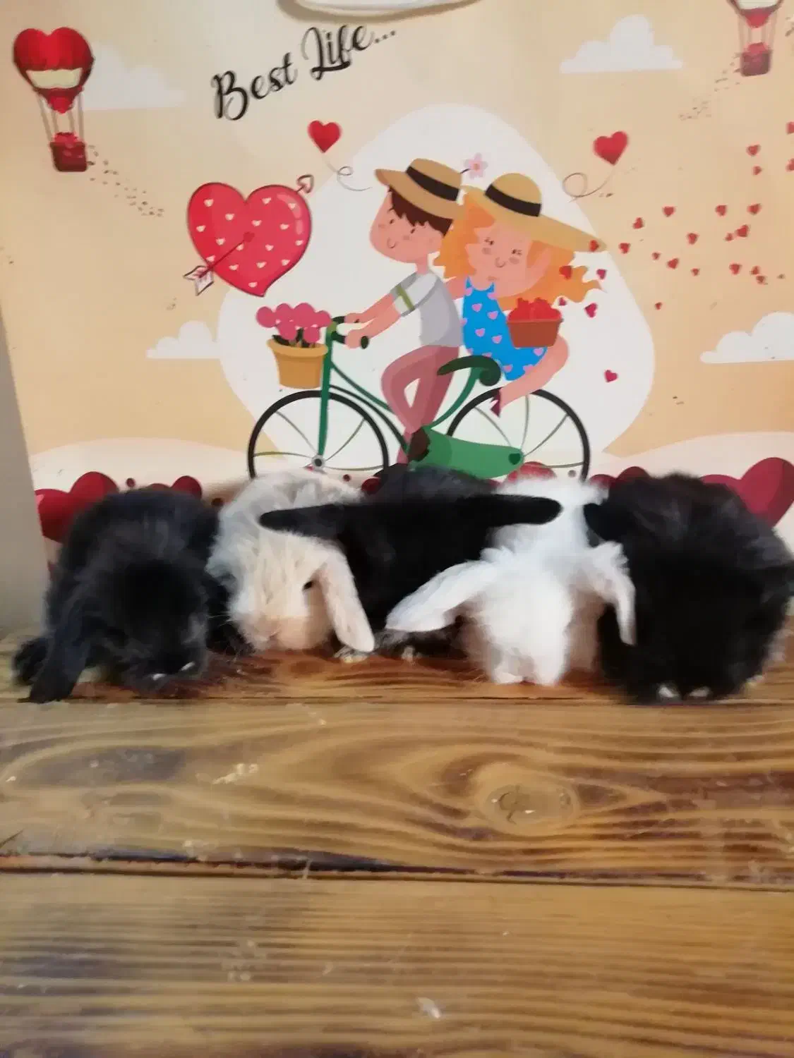 خرگوش|موش و خرگوش|کرج, کوی امامیه|دیوار