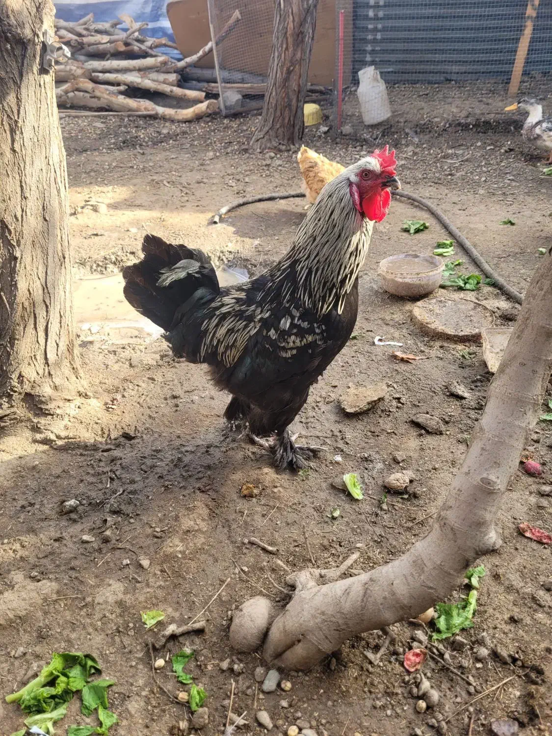 خروس|حیوانات مزرعه|کرج, حصارک بالا|دیوار