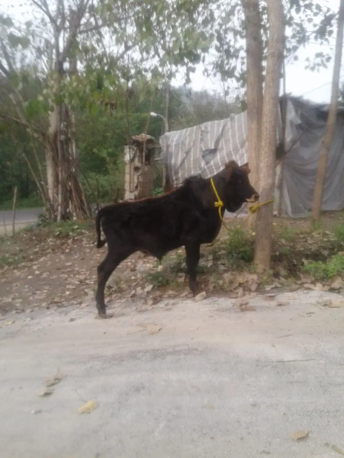 گوساله محلی|حیوانات مزرعه|اطاقور, |دیوار