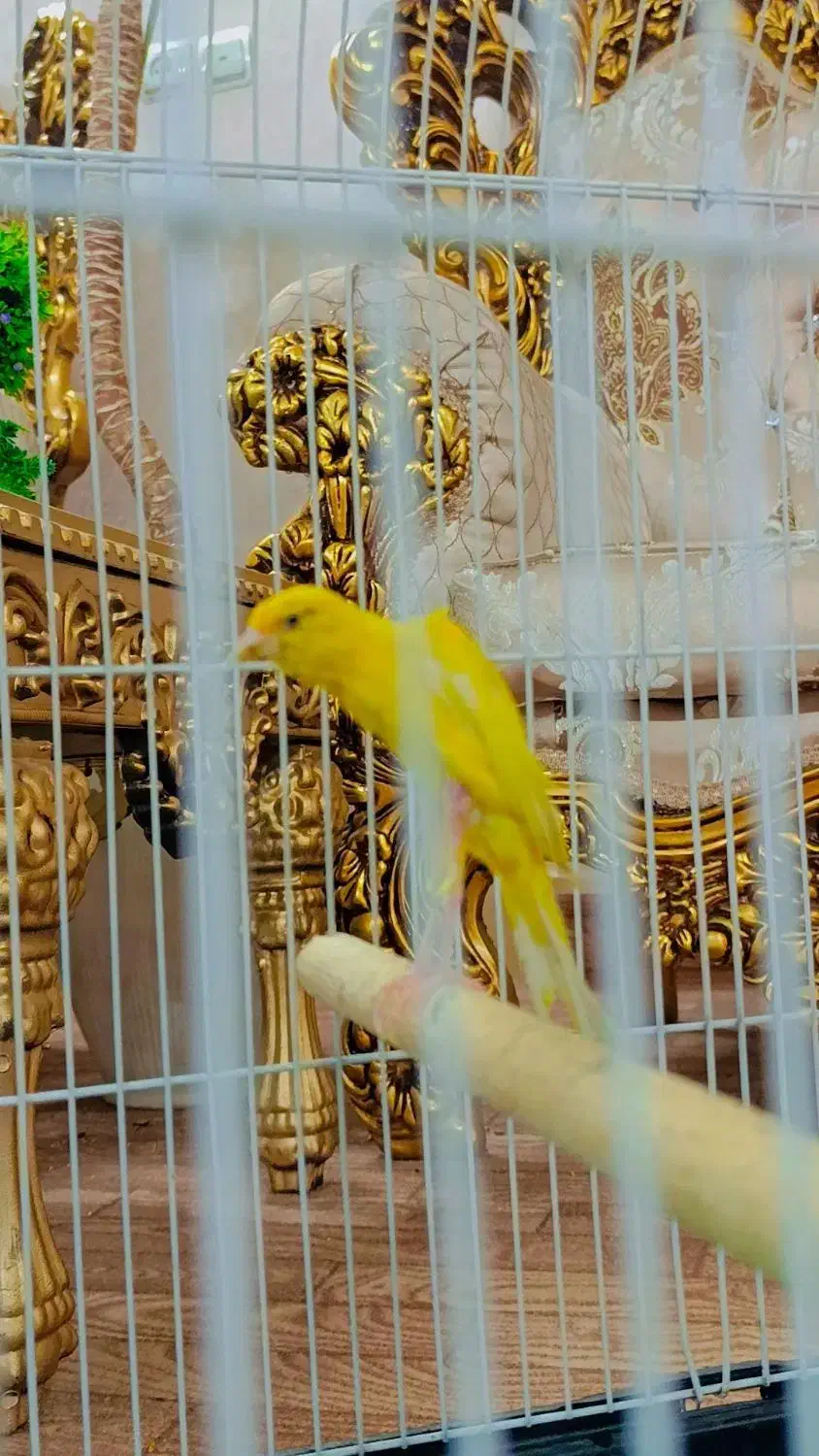 جوجه قناری نر جیبر|پرنده|قرچک, زیبا شهر|دیوار