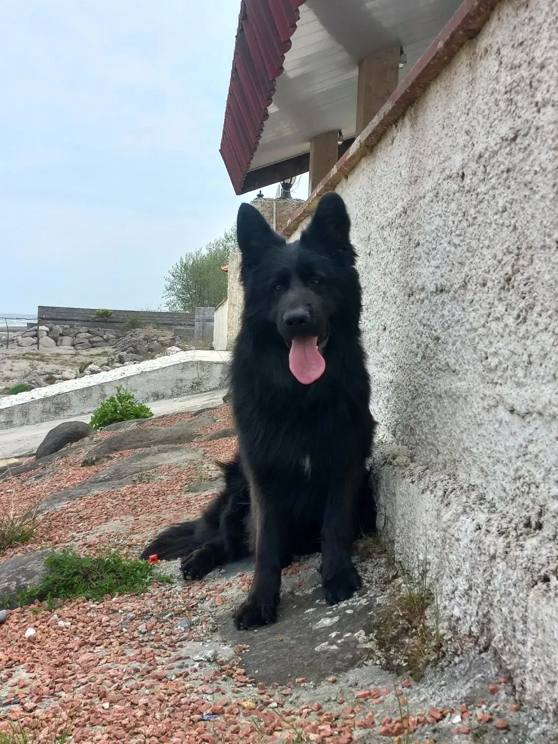 ژرمن بلک نر|سگ|نشتارود, |دیوار